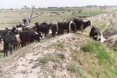 large View/Download Image