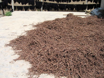 large View/Download Image